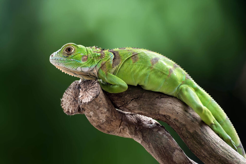 What Does a RICS Survey Include? 1 chameleon